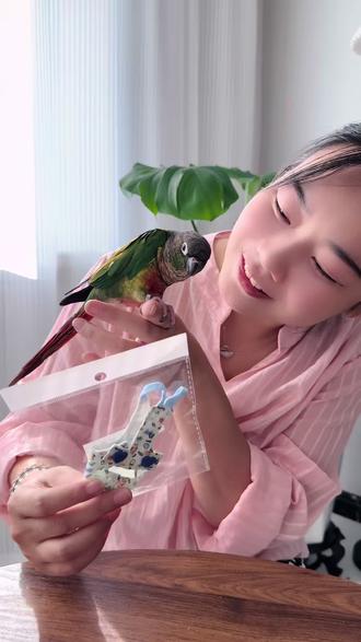 小九同款尿不湿(鹦鹉屎兜)来咯,按扣款 #养鸟 #鹦鹉尿不湿#鹦鹉屎兜#小九和饼饼 #鹦鹉鹦鹉萌萌哒逗鹦鹉