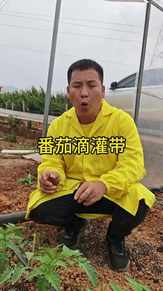 种番茄这样摆滴灌带才合理#番茄#番茄生根#番茄种植 #番茄种植技术 #种番茄