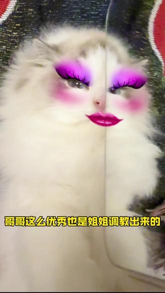 姐姐平时都化这么浓的妆吗#宠物vlog #猫 #动物迷惑行为