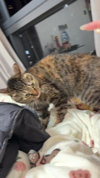 小小脾气还很爆#狸花猫 #没有一口猫粮是白吃的