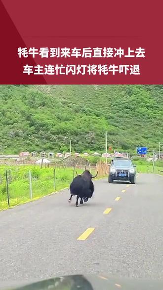 牦牛看到来车后直接冲上去,车主连忙闪灯将牦牛吓退