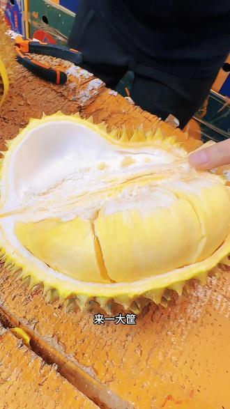 泰国金枕双A果辨别生熟,开果验货 #开榴莲 #泰国金枕榴莲 #榴莲爱好者 #榴莲生熟判断 #干包榴莲