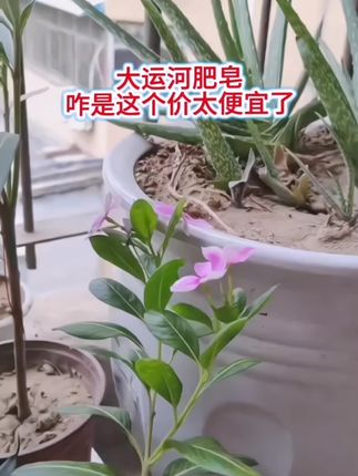 保证正品大运河洗衣皂持久留香护手去污加香加香无磷肥皂去渍温和 #大运河肥皂#国货老品牌#去污去渍 #杠杠的好 #家庭必备