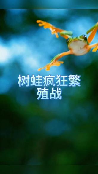 我想成为那只母青蛙#树蛙繁殖 #动物世界