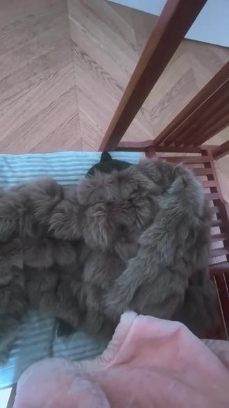 #一张图证明你的小狗被你养的很好 #柴犬宝宝 安逸的过分想送她去上班