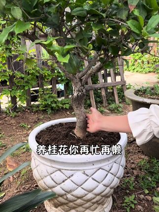 养桂花你再忙再懒,一定要做好这件事!#桂花 #养花小知识 #花卉绿植