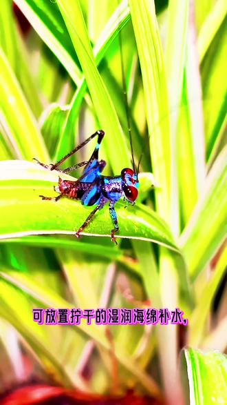 #真实生活分享计划 #鸣虫文化鉴赏 #蓝精灵迟螽 #鸣虫雅趣 林间藏一抹幽蓝,是迟螽化身为蓝精灵的浪漫。圆溜溜的大眼缀满灵动,蓝黑撞色勾勒出剔透身姿,褪去稚拙褐色,蜕成世间独一份的清透颜值,是草木间最治愈的萌系精灵✨@老虎鸣虫 @爱玩鸣虫的娇娇