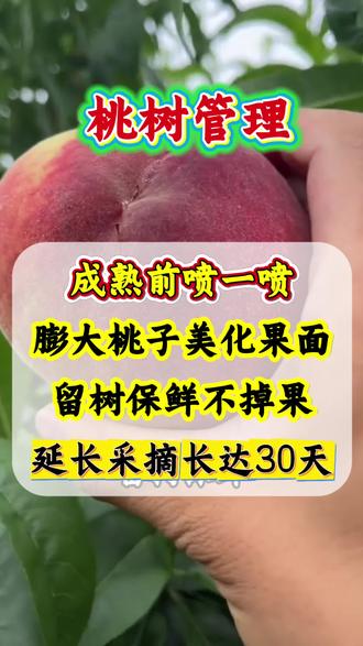 桃子留树护果 桃树采摘前重要管理工作#桃树 #桃树管理 #果树管理 #留树保鲜 #增产增收