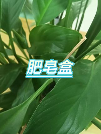 #肥皂盒 #肥皂沥水盒 #香皂盒