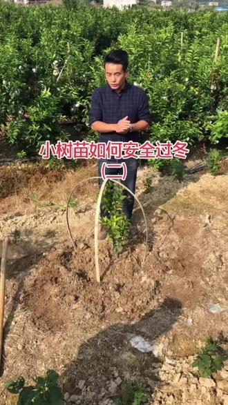 小树防寒抗冻第二集分享#果树管理技术