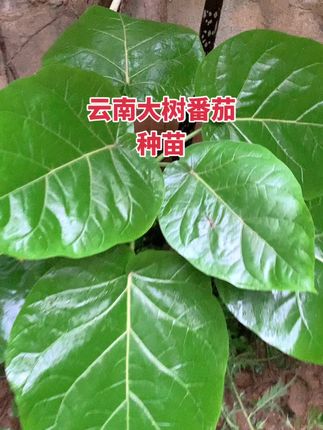 #神奇植物 #云南特产 #优质农产品 #优质农产品 #特色果蔬 云南特产大树番茄种苗
