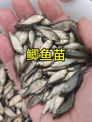 #水产养殖 #高密度养鱼 #水产养殖技术 #养鱼人 #淡水鱼 中科五号鲫鱼苗