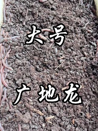 大号广地龙黑蚯蚓#强烈推荐 #蚯蚓 #钓鱼 #爆护饵料#广西蚯蚓