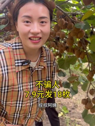 自家的徐香猕猴桃熟啦,7.9元发18枚包邮#如果丰收农作物会说话 #抖音美好丰收节 #猕猴桃 #我要上热门 #星乡村星农人
