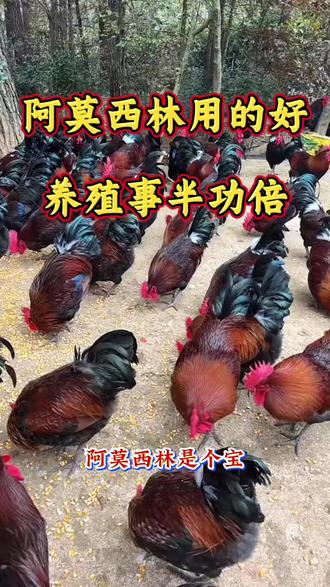 养殖人的好帮手 让你养殖事半功倍 上市公司生产的,质量放心使用,价格不贵 使用方便效果也好。#养殖 #养殖人加油 #养鸡 #家禽养殖 #农村散养土鸡