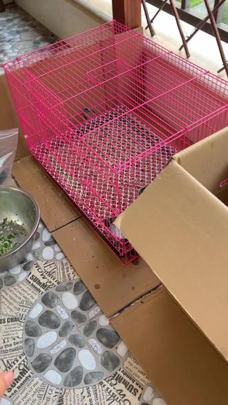 超市买鸡蛋送小鸡,哪个大好人想出来的?