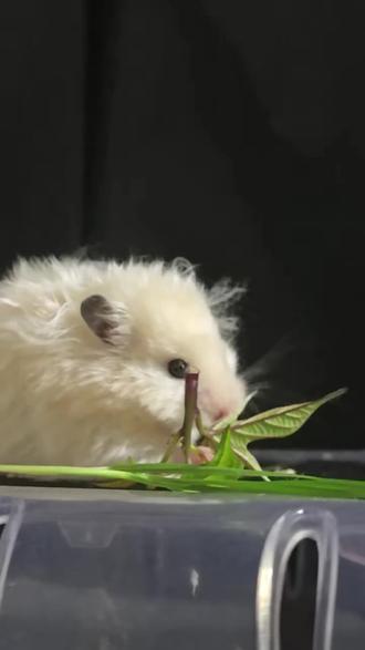 金丝熊虽然寿命短,短到一生只能爱一人。#萌宠 #动物的迷惑行为 #金丝熊日常 #金丝熊 #仓鼠 @抖音创作小助手 @抖音小助手