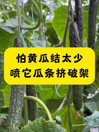怕黄瓜结太少,你就喷它,结瓜又多又直#黄瓜种植 #牛多多黄瓜种植 #黄瓜专用肥