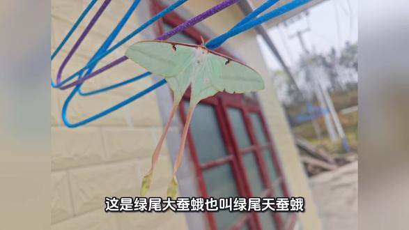 #月神蛾 ##冷知识科普 #昆虫 即使寿命短暂,却依然绚烂