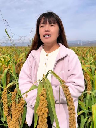25年头茬大同旱地小米来啦……