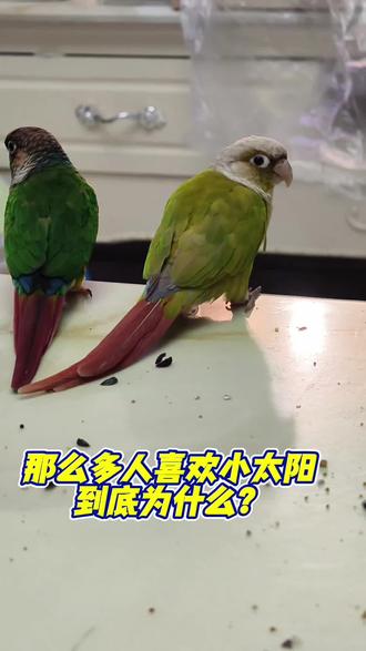 小太阳是会看人脸色行事的,大概知道语气轻重代表生气或者高兴😀#养宠趣味话题 #小太阳鹦鹉 #宠物 #手养鸟日常 #动物的迷惑行为