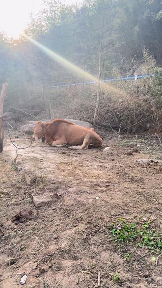 抓只小牛回家过年,哈哈😂#农村养牛 #山间小溪