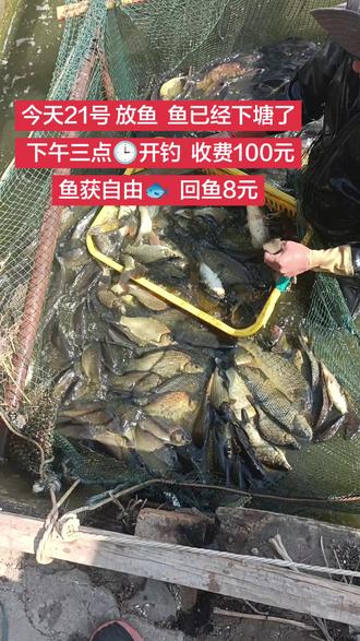 #通知:
今天21号 放鱼 鱼已经下塘了
下午三点🕒开钓 收费100元
鱼获自由🐟 回鱼8元
每天三场
早场:8点到下午15点
下午场:15点到晚上20点
夜场20点到第二天早上7点
收费都是100元