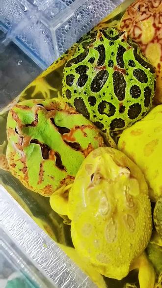 #角蛙 #角蛙饲养方法 #冬眠#泡澡 #神奇的动物在抖音 泡澡澡,然后把蛙种下去,来年有一个好的收成😁😁😁