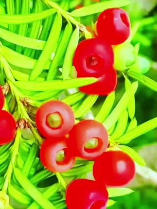 红豆杉家里的常青树#一年四季常 绿非常好养#绿植达人优选#好养 的室内树木#神奇的大自然。#真好看 。