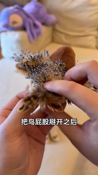 猫咪超爱的仿真发声小鸟逗猫玩具!逼真麻雀造型还会出声,弹力绳悬挂设计超省心,挂起来主子就能独自玩耍,扑跳抓咬尽情释放精力,幼猫成猫都爱玩,居家自嗨解闷神器,再也不怕小猫咪无聊拆家啦~#猫咪玩具 #逗猫神器 #养猫好物 #猫咪自嗨玩具 #宠物日常
