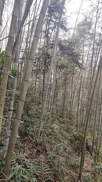 《迎春漫步》
山林漫步独悠然,
翠竹青松挺拔狂。
鸟语声声迎年旺,
花香阵阵入心堂。
闲来漫步观山水,
何须问我在何方。
这首诗《迎春漫步》通过自己在山林间漫步的场景,表达了我对自然美景的热爱和向往,追求内心宁静和自在的生活态度。
山林漫步独悠然:我在山林间漫步,独自一人,感到非常悠然自得,心里宁静而愉快。
翠竹青松挺拔狂:周围的翠竹和青松挺拔而立,显得生机勃勃,充满力量。
鸟语声声迎年旺:鸟儿在枝头欢快地鸣叫,声音此起彼伏,仿佛在迎接新年的到来,预示着新的一年将会兴旺发达。
花香阵阵入心堂:阵阵花香随风飘来,让自己的内心感到无比的舒畅和欢悦。
闲来漫步观山水:我利用空闲时间,在山林间漫步,欣赏周围的山水美景。这句话进一步强调了自己与自然和谐共处的状态。
何须问我在何方:最后一句表达了我的一种自在的心态。我认为,在这样的美景中漫步,享受大自然的恩赐,何必去在意自己身处何方呢?这句话也表达了我对于世俗的纷扰淡泊和对于自然之美的沉醉。