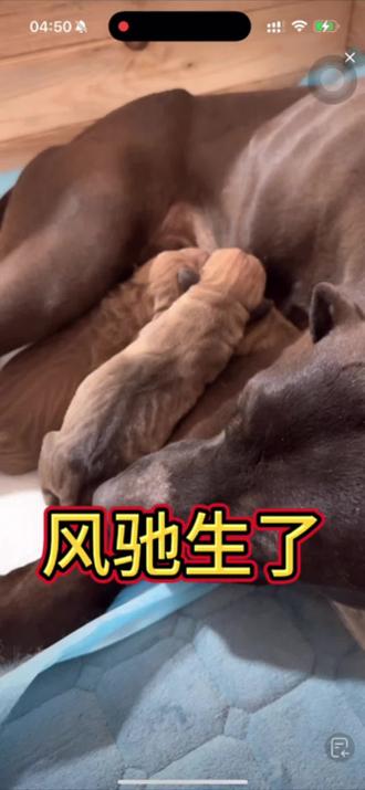 风驰生宝宝了 三千当爹了@六盘强子护农队 @六盘强子 #猎犬爱好者 #实战猎犬 #六盘强子