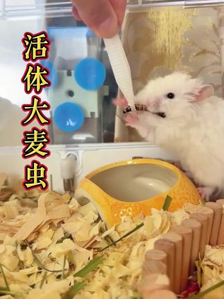 宠物要多吃高蛋白的大麦虫,营养又健康,仓鼠,乌龟,水族鱼必备哦!#大麦虫 #仓鼠 #观赏鱼