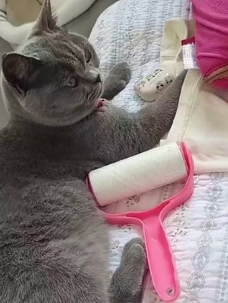 猫咪的排毛片是一定一定要吃的,爱你的猫咪就让它吃排毛片,猫咪每天都要搭理自己的毛发,舔毛,都吃进肚子里面,不及时排出来,后果很严重的,#吃货猫 #排毛球