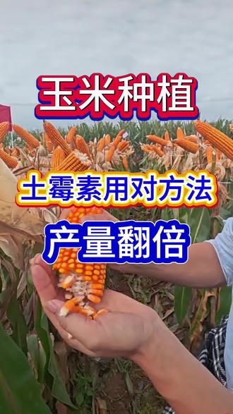 玉米种植,土霉素用对方法,产量翻倍 #玉米种植 #玉米高产 #玉米种植技术 #三农