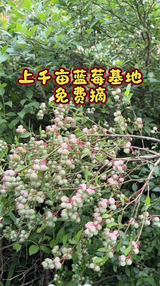上千亩的蓝莓基地被荒废了,无人修剪与施肥,这才是真正的天然绿色食品。满山遍野的蓝莓树,可惜还没熟😍,这里的风景也很好,还可以近距离观看发力大风车