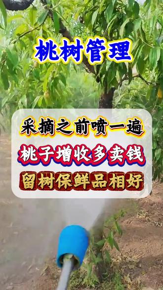 桃树留树护果 桃树留树保鲜竟然这么简单#桃树 #桃树管理 #果树管理 #增产增收#三农种植