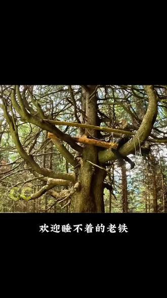 树上安全屋,林间治愈小天地
栖于林间树屋,藏起城市纷扰,一方安全小天地,尽揽山野清风与星光,解锁自然里的松弛时光#露营 #户外#树上安全屋