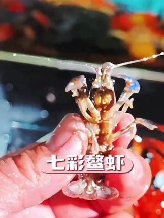 天空蓝魔鳌虾活体观赏鳌虾 白纹鳌虾幼体桌面水族造景冷水缸除藻#鳌虾繁殖 #鳌虾 #七彩鳌虾 #澳洲鳌虾 #观赏鳌虾