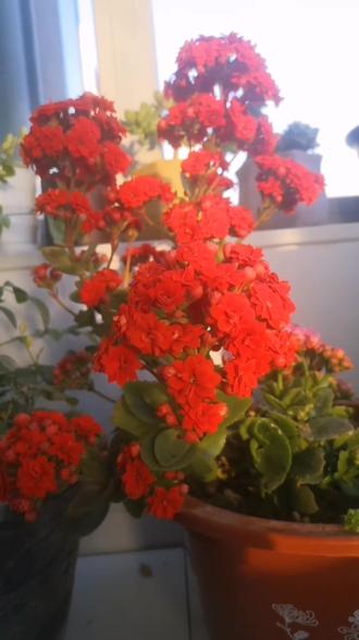 红红的长寿花已经在阳台开了很久很久了,👍棒
拍不出它真实自然的美,尤其阳光打在花上的视觉效果。想要花期长又皮实好养的就选它👍