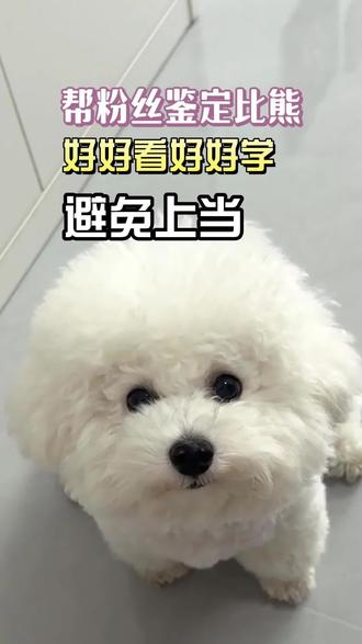 帮粉丝鉴定比熊,需要的就在评论区,我来帮你看#比熊 #狗狗 #宠物 #涨知识
