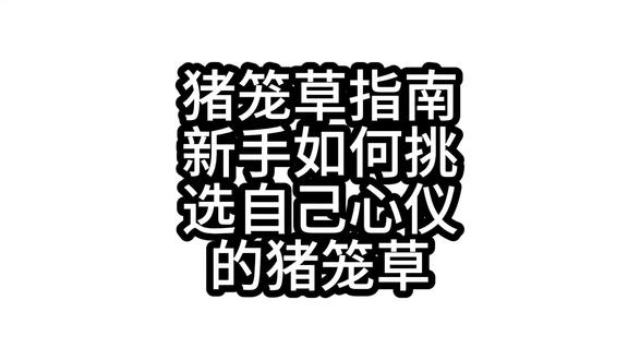 如何选择猪笼草 如何选择猪笼草,这一期讲明白 。新手必看!#食虫植物#捕蝇草#猪笼草
