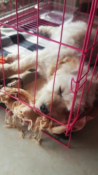 2026年第一趟遛狗就能捡到狗😂,又隔一年又一次捡只流浪狗,这么冷的天牙都还没长出来小狗,不知道是被弃养还是走丢的,只能选救回来再看情况了乖的让人心软,希望这么乖狗不是被弃养的#2026的第一条抖音 #养狗日常 #放生#动物萌宠 #家有萌宠