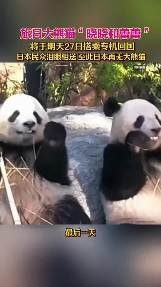 旅日大熊猫“晓晓和蕾蕾”#热门#27日乘专机回国,日本民众泪眼相送 至此日本全国再无大熊猫 #大熊猫晓晓蕾蕾