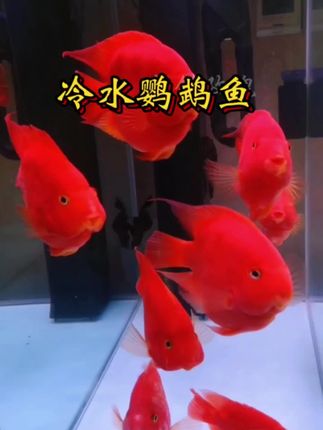 冷水鹦鹉鱼#养鱼日记 #观赏鱼 #养鱼 #鱼缸里的大自然 #冷水鹦鹉鱼@DOU+小助手 @抖加🔥上热门🔥dou+🔥热点宝 @DOU+上热门 @网红热搜榜🔥