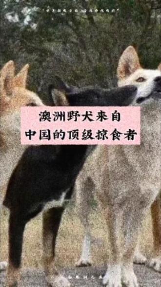 澳洲野犬:来自中国的顶级掠食者
在澳大利亚的荒野深处,存在着一位顶级猎手。它看起来像狗,但却不属于人类。它就是澳洲野犬。而它身上最大的秘密,藏在一个你绝对想不到的远方——中国。
最新的基因图谱揭示了一个惊人的事实:今天所有澳洲野犬的祖先,都源自大约9900年前的中国南方。它们并非自己漂洋过海,而是作为古代人类的伙伴,跟随一场史诗般的大迁徙,穿越东南亚,最终在大约8300年前,踏上了澳洲这片与世隔绝的土地。
年的
登岛之后,传奇才真正开始。这些温顺的家犬,在全新的世界里,被迫走上了“逆袭”之路。经过至少5000残酷野化,它们重拾了深藏的野性,演化出了极致的耐力、完美的团队战术和顶尖的猎杀技巧。今天,体重仅20公斤左右的它们,却成为了澳大利亚本土唯一的大型胎生食肉动物,站上了食物链的顶端。
但你想过把它带回家当宠物吗?这几乎不可能。它们的野性,早已刻进了基因里。研究显示,在重返荒野后,它们失去了消化淀粉的能力,变成了纯粹的肉食主义者。更重要的是,那份对人类的依赖和顺从早已消失,取而代之的是极强的独立性、警惕心,以及不可预测的攻击性。它们不是狗,是真正的野兽。
我们不必驯化它,因为它有自己的使命。作为生态系统的关键一环,澳洲野犬是高效的“平衡师”。它们压制野兔、狐狸等入侵物种的数量,间接保护了许多本土濒危的小型动物。它的存在,本身就是荒野健康的标志。
然而,这位荒野之王正面临一场无声的危机。真正的威胁并非猎枪,而是来自人类的“家犬”。杂交导致纯种澳洲野犬的基因被迅速污染。那片代表纯粹荒野的金黄色,正在渐渐消失。科学家警告,若不加以干预,这个独特的“活化石”种群,或将名存实亡。
澳洲野犬,是一段跨越万年的活历史,从古老东方到蛮荒南陆。它是一个关于生存、适应和力量的传奇。它的价值,从不在于取悦人类,而在于它本身就是荒野的灵魂。保护它,就是保护这片土地最原始、最野性的心跳。##澳洲野犬 #中华田园犬