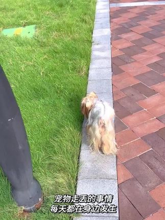 给毛孩子戴上智能定位器,就是多了一份安全保障。#萌宠好物 #宠物走丢 #养狗经验分享 #日常遛狗