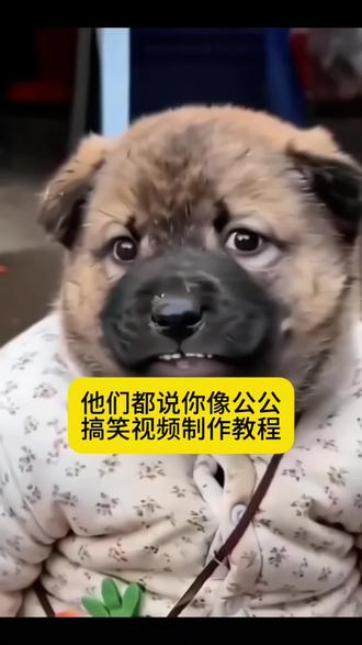 他们都说你像公公搞笑视频制作教程 #他们都说你像公公 #搞笑视频 #我的猫咪超可爱 #小云雀AI #小云雀AI视频 搞笑夫妻 看一遍笑一遍
