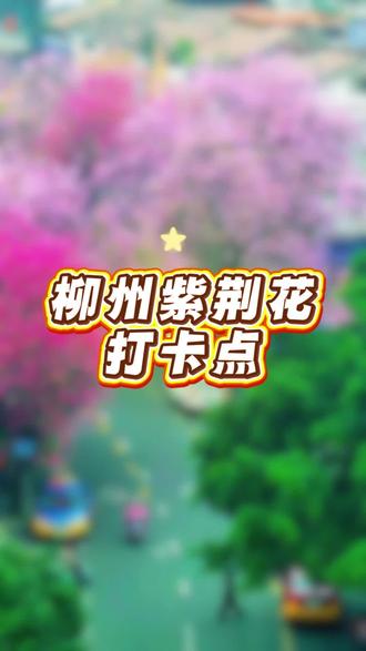 柳州紫荆花必去八大打卡点#柳州#紫荆花