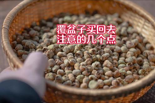 覆盆子买回去注意事项#覆盆子怎么喝 #覆盆子煮茶#覆盆子